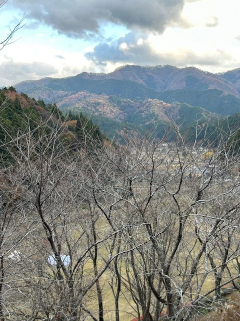【橘始黄・たちばなはじめてきなり】