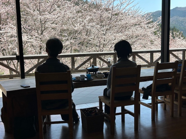 4/9日（水）１２時のあやべ温泉の桜です。