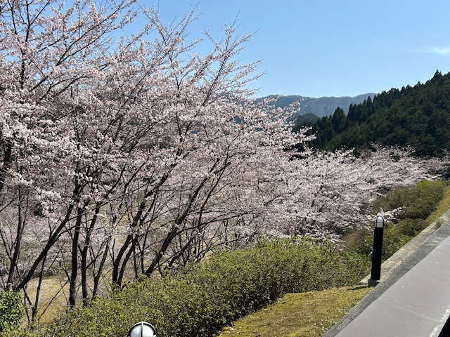 4月9日（水）12時のあやべ温泉の桜です。