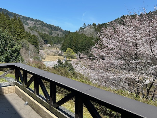 4/9日（水）１２時のあやべ温泉の桜です。