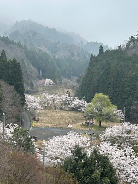 【4/15日（火）あやべ温泉の桜は今が満開です】
