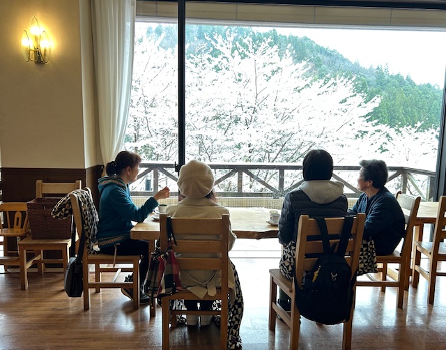【4/15日（火）あやべ温泉の桜は今が満開です】