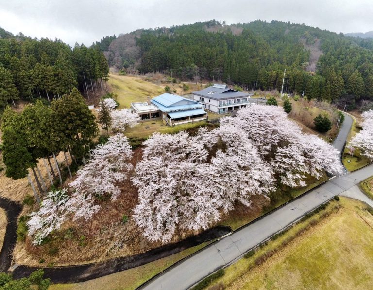 4/12日（土）あやべ温泉ただいま桜満開です。