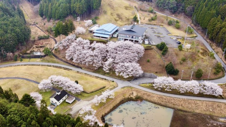 4/12日（土）あやべ温泉ただいま桜満開です。