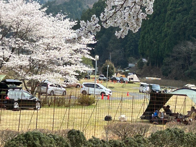 【4/15日（火）あやべ温泉の桜は今が満開です】